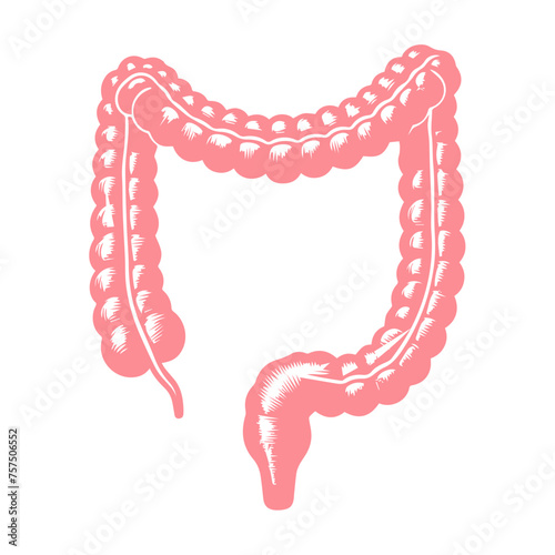 Human Intestines Anatomy