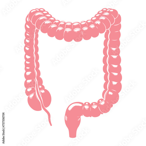 Human Intestines Anatomy