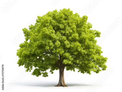 Sycamore tree isolated on transparent background  transparency image  removed background