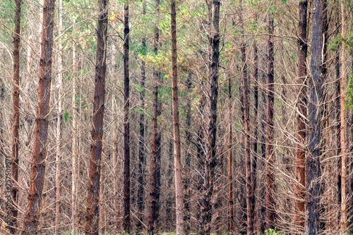 Fototapeta Naklejka Na Ścianę i Meble -  Photograph of bushfire affected trees in a Pine Forest in the Central Tablelands of New South Wales in Australia