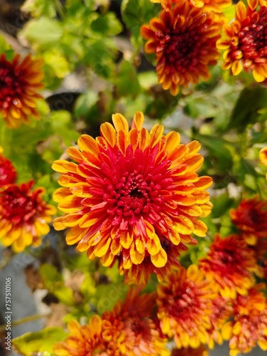 orange chrysanthemum flower 