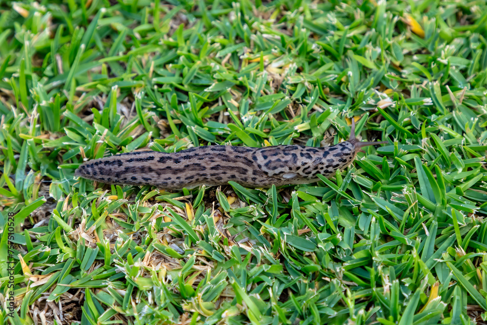 Photograph of a large Leopard Slug crawling on green grass in a domestic garden in the Blue Mountains in Australia