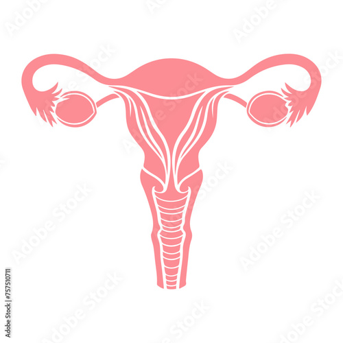 Uterus organ  icon