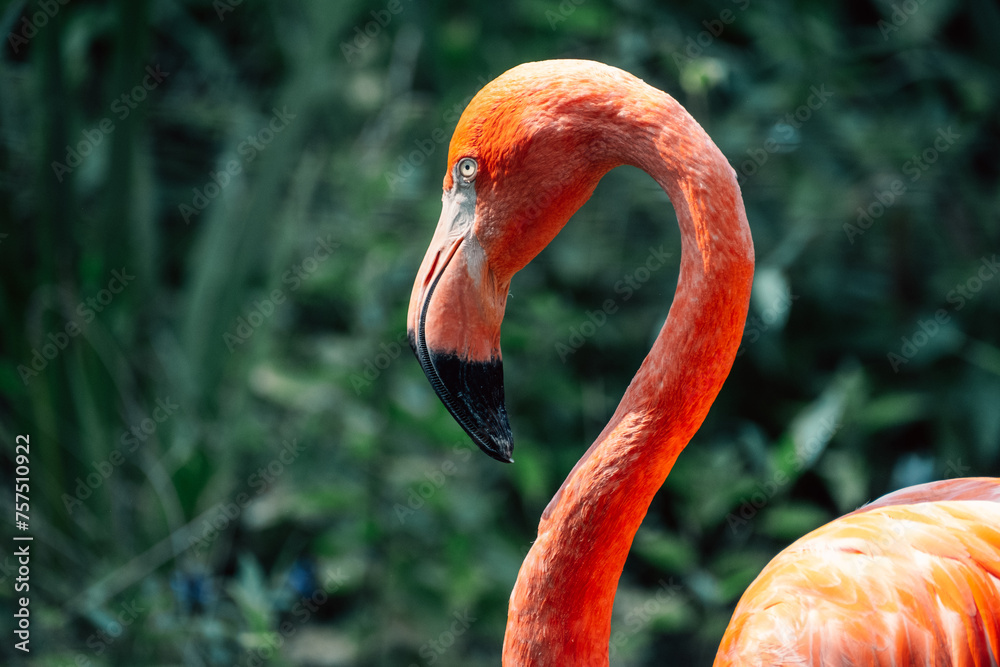 Obraz premium A flamingo's vibrant pink elegance is captured in full glory as it stands in tranquil water