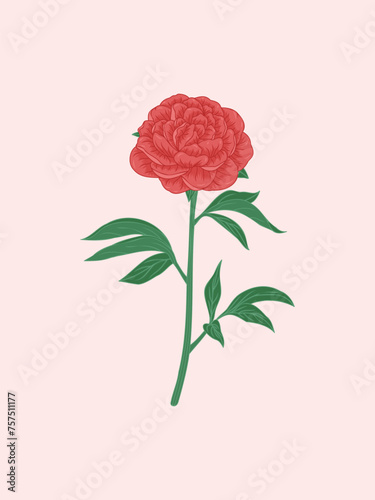 Red Peony Illustration