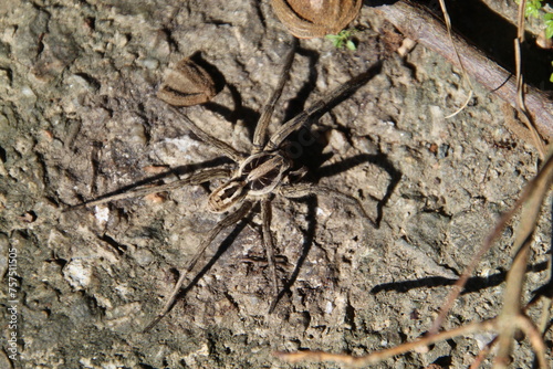 aracnídeo aranha armadeira - Phoneutria photo