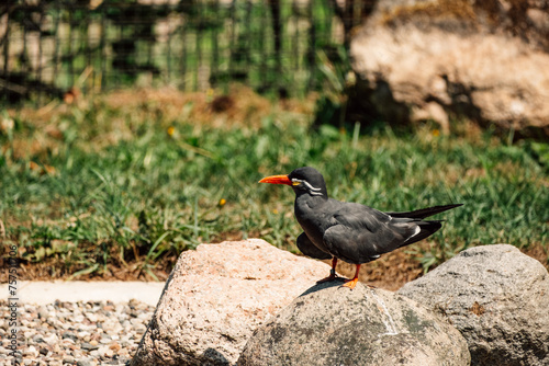 vigilant Inca Tern perched on a granite boulder, its iconic mustache and red-orange bill adding 