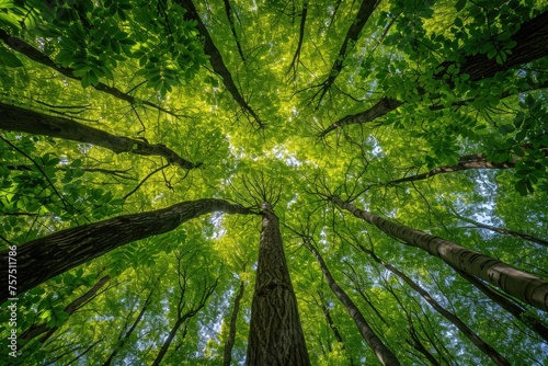 Canopy of green trees landscape photo