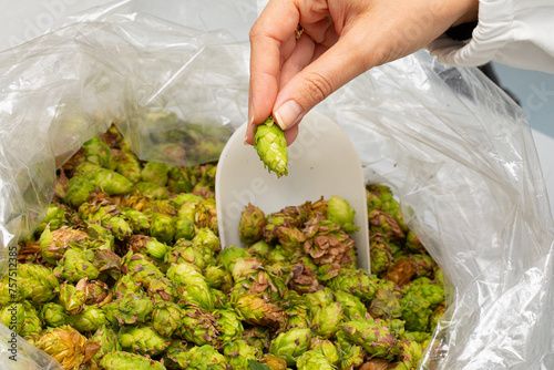 Hand Selecting Fresh Hops for Brewing photo