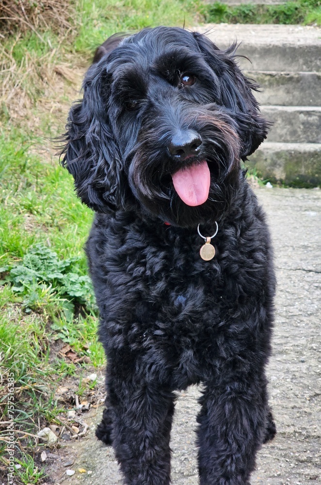 Australian Labradoodle Australian Labradoodle