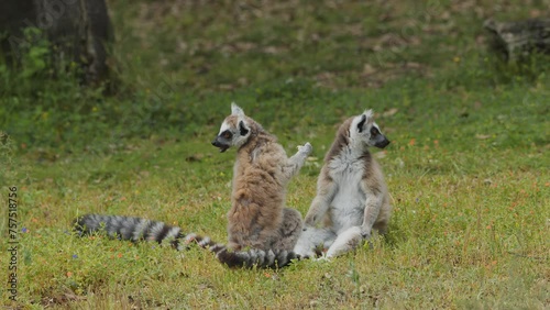 Ring-tailed lemurs outdoors in the animal park. Portugal, Badoca Safari park, 15.05.2023. photo