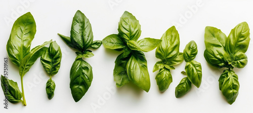 seasoning herb fresh leaves basil isolated on transperent background сreated with Generative Ai photo
