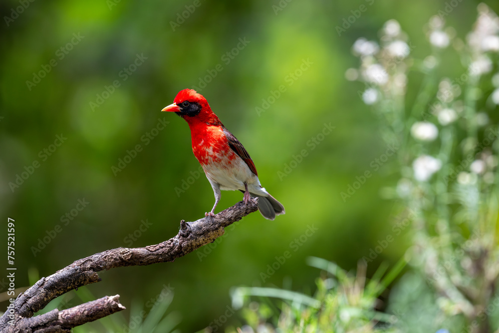 The red-headed weaver (Anaplectes rubriceps) is a bird commonly found in eastern and southern Africa in countries such as Zambia, Zimbabwe and most of Mozambique and Botswana.