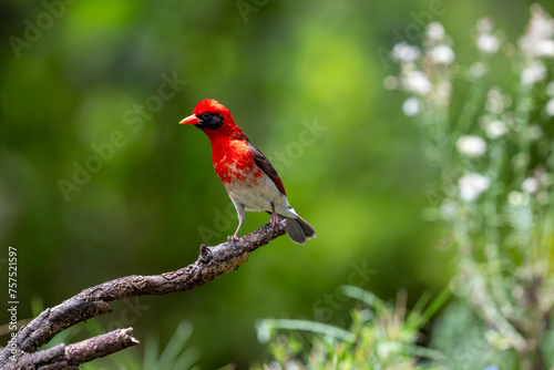 The red-headed weaver (Anaplectes rubriceps) is a bird commonly found in eastern and southern Africa in countries such as Zambia, Zimbabwe and most of Mozambique and Botswana. photo