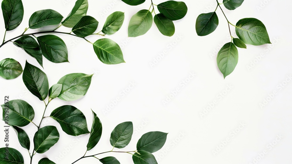 leaves against a clean, white neutral background, showcasing their intricate details and natural beauty.