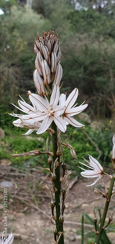 planta campestre asphodelus albus blanca con tallo largo