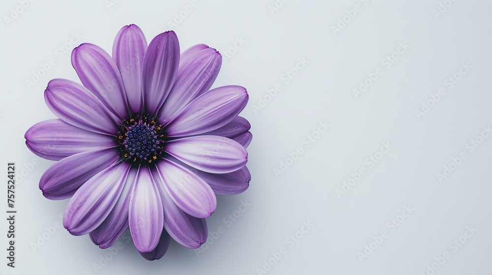A beautiful purple flower with a yellow center. The petals are delicate and have a soft texture.