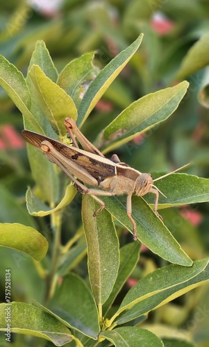 Saltamontes Caelifera sobre una hoja de un árbol mandarino