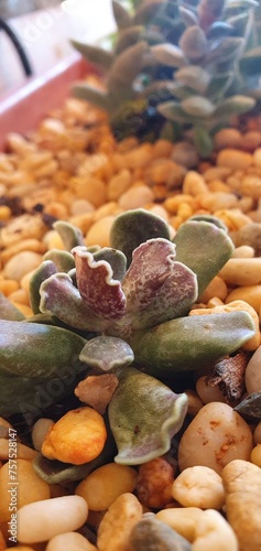 planta crasa suculenta cactus bonito sobre piedras pequeñas blancas