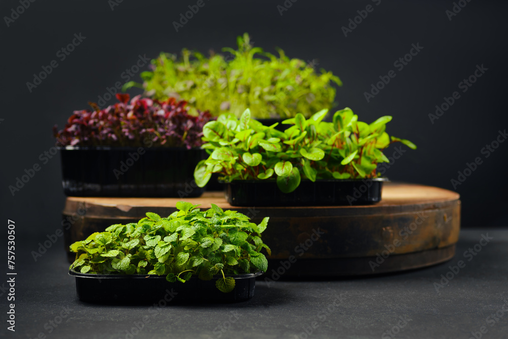 Low key photo of sorrel, amaranth, watercress and melissa microgreens sprouts in trays Low key photo of sorrel, amaranth, watercress and melissa microgreens sprouts in trays