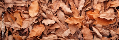 Dry leaves and twigs are scattered around on the ground, large scale, top view, detailed texture.
