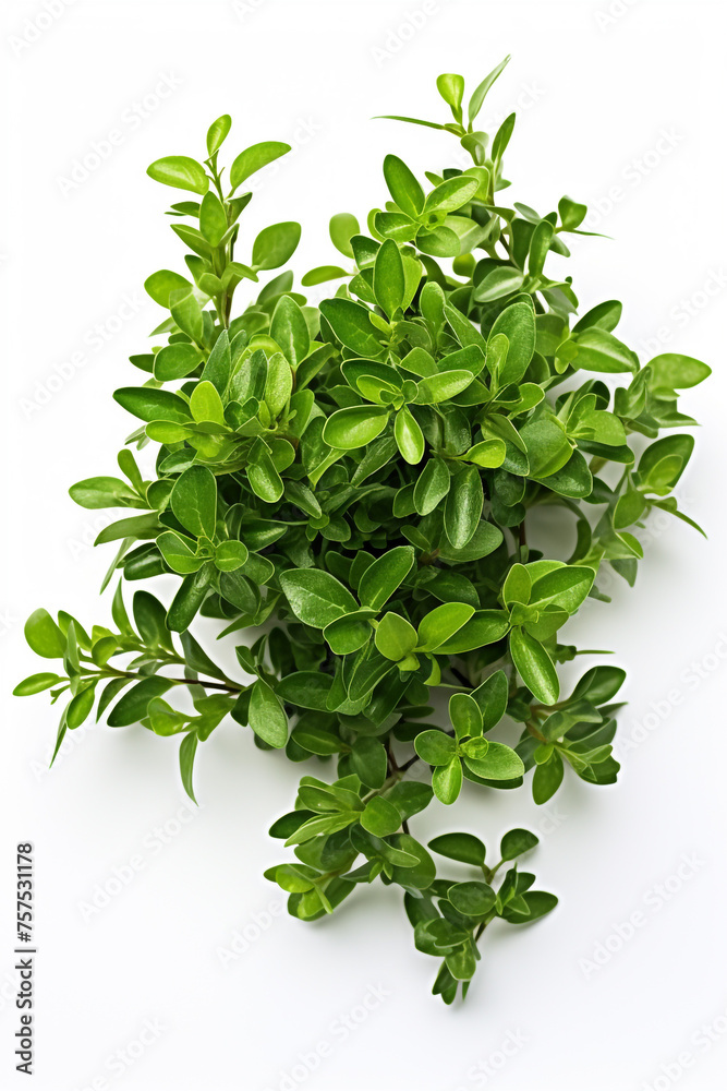 resh thyme leaves plant, white background сreated with Generative Ai resh thyme leaves plant, white background сreated with Generative Ai