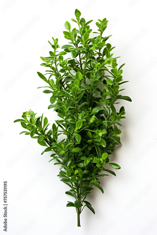 resh thyme leaves plant, white background сreated with Generative Ai resh thyme leaves plant, white background сreated with Generative Ai