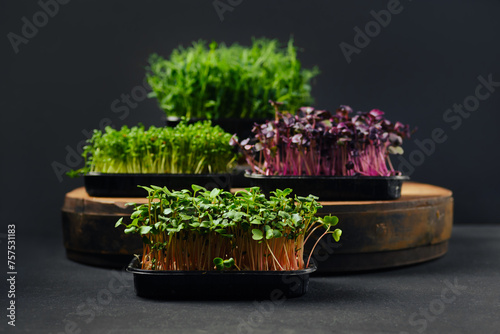 Low key photo of radish, sango, watercress and pea microgreens sprouts in trays