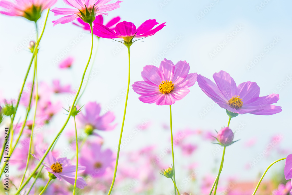 Pink cosmos flowers full blooming in summer garden,Field of cosmos flower on blue sky background,Selective focus.