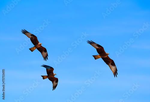 Couple of beautiful kites (Milvus milvus and Milvus migrans) in flight with cloudy sky background.