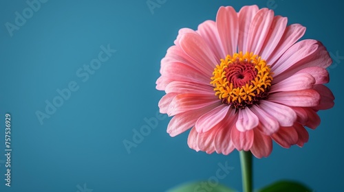 a pink flower with a yellow center in front of a blue background with a green leaf in the foreground.