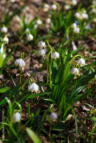 White spring flowers. Leucojum aestivum.