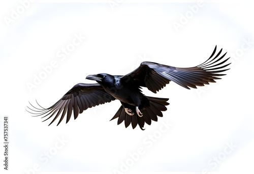 Birds flying ravens isolated on white background Corvus corax. Halloween