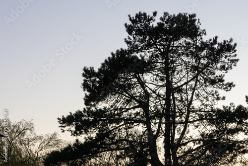 silhouette of a pine tree