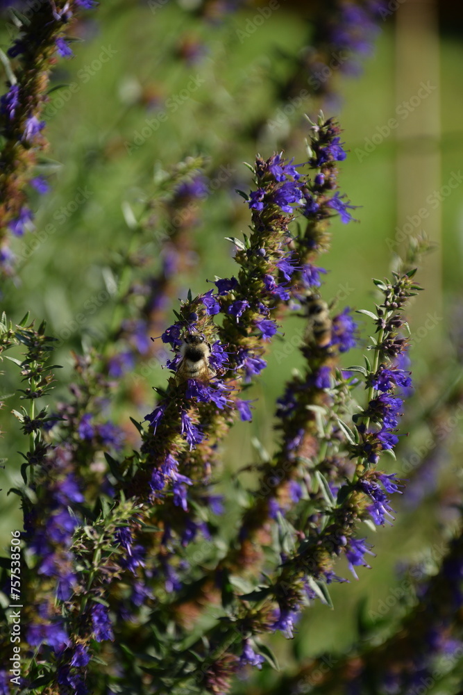 Hyssop blooming plant in summer herbal garden, bumblebee on flowers.