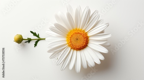 Pure Petals Close-up of Daisy on White Background