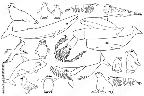 Vector black white line set of animals in Antarctica. Hand drawn outline collection of whales, penguins, skua, krill, seals, porpoise.