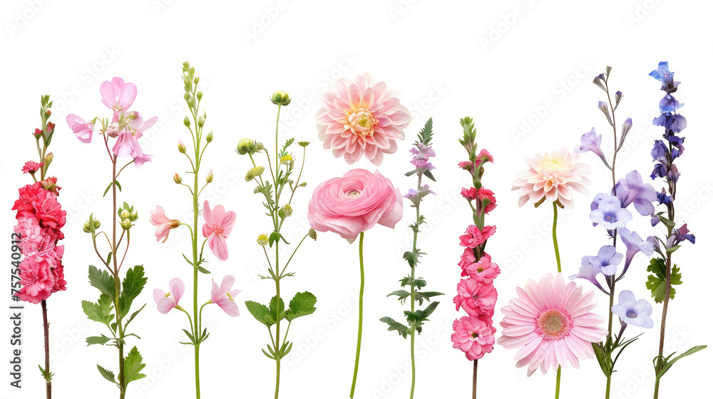 Different flowers of a meadow with grass in a row  isolated on transparent