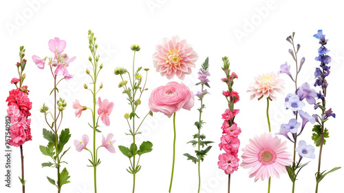 Different flowers of a meadow with grass in a row isolated on transparent