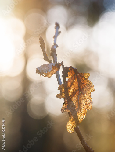 Golden Hour Illumination of a Dried Leaf in a Swedish Forest photo