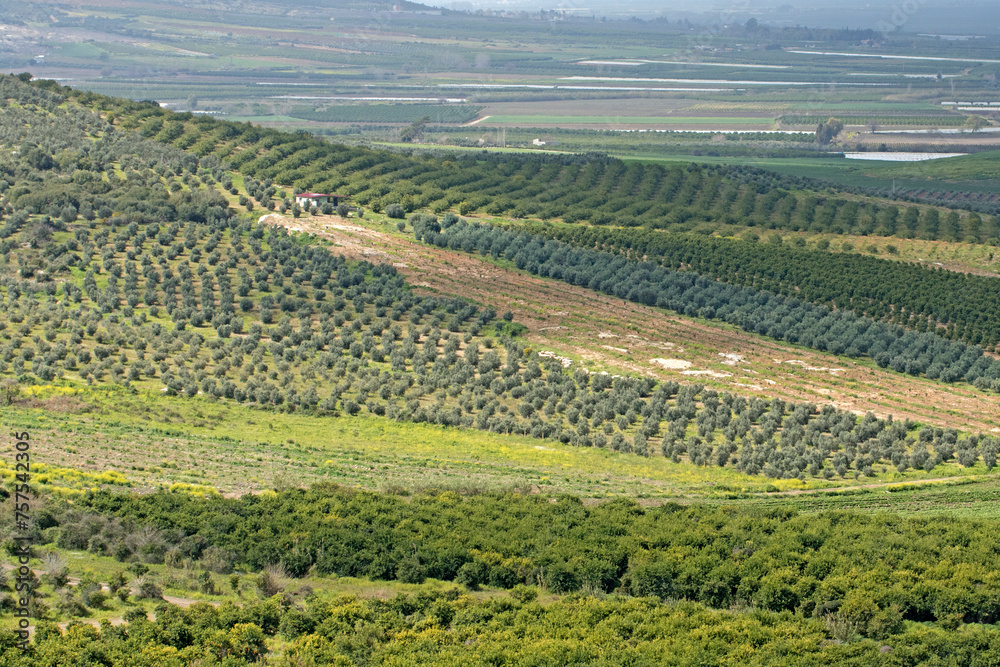 Citrus orchard in Medierranean nature Citrus orchard in Medierranean nature