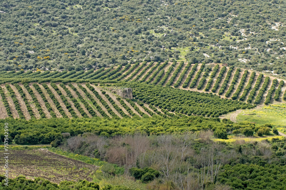 Citrus orchards in Medierranean nature