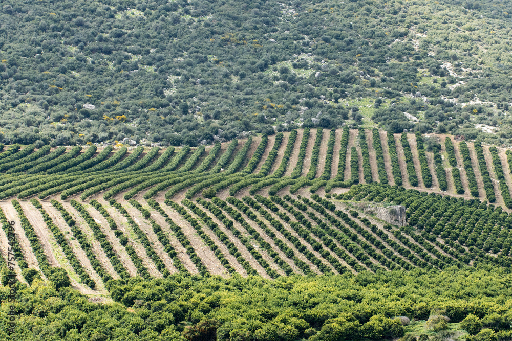 Citrus orchards in Medierranean nature