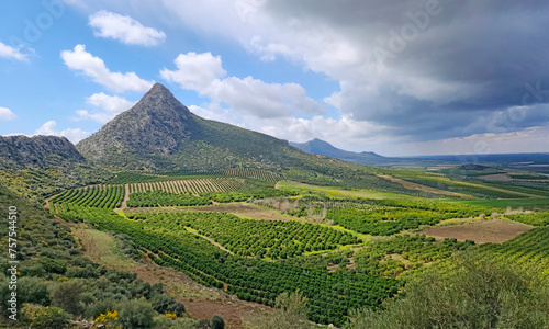 Citrus orchards in Yuregir Plain in Adana