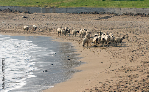 A sheep flock crossing a beach photo