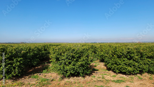 Trees in a citrus grove pruned by machine after winter harvest