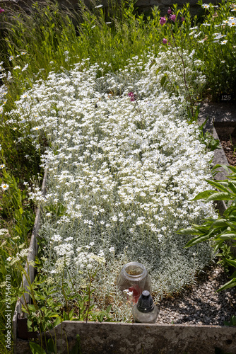 White flowers on an old grave, Dlouhomilov, Czechia photo