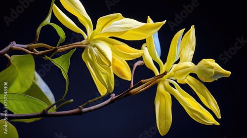Hypericum, yellow flowers on a black background.