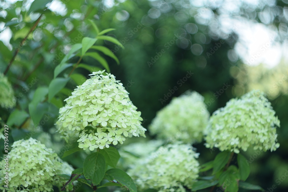 Hydranegea paniculata lime green flowers on green bokeh garden background with shiny bokeh lights, by old manual helios lens. Hydranegea paniculata lime green flowers on green bokeh garden background with shiny bokeh lights, by old manual helios lens.