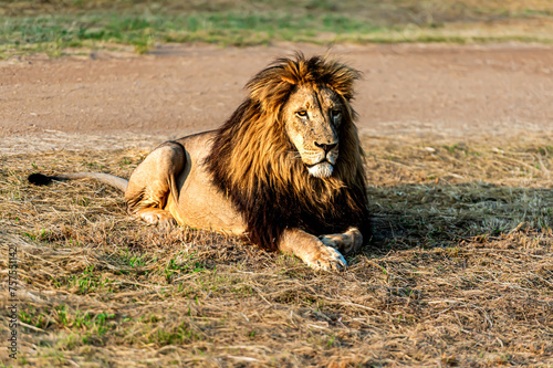 Fototapeta Naklejka Na Ścianę i Meble -  Male lion sitting down